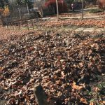 Leaves spread on garden beds for winter