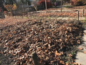 Leaves spread on garden beds for winter