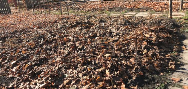 Leaves spread on garden beds for winter