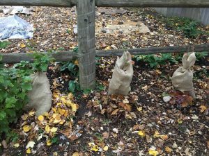 Bew Raspberry Bushes wrapped in burlap for winter