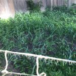 Garlic growing in field