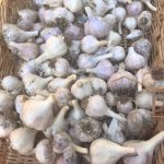 Garlic prepped for distribution