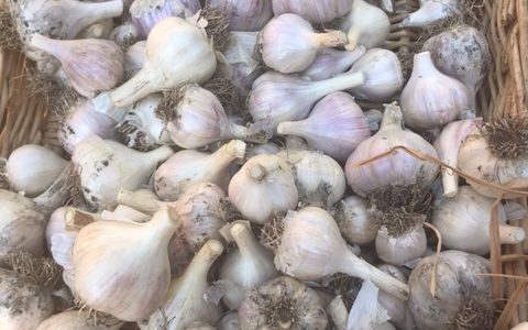 Garlic prepped for distribution