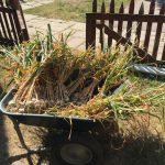 Harvested Garlic