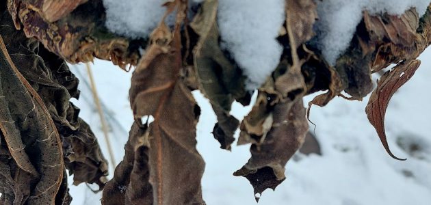 Winter image of garden