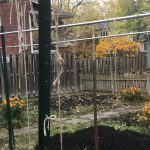 Empty strings fro our tomato trellis