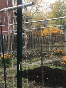 Empty strings fro our tomato trellis