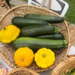 Summer Squash harvest