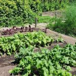 Bed of leafy greens