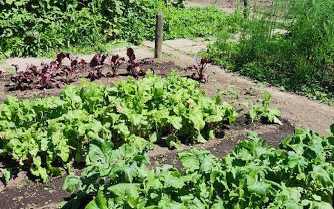 Bed of leafy greens