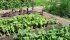 Bed of leafy greens