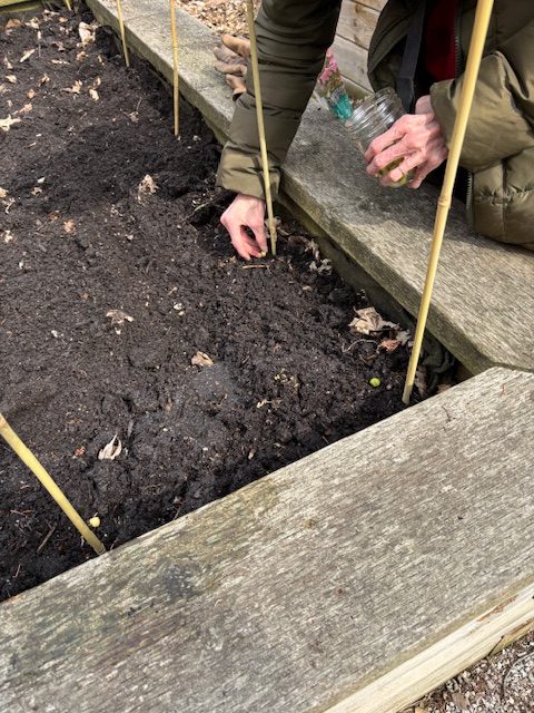 Planting snow peas