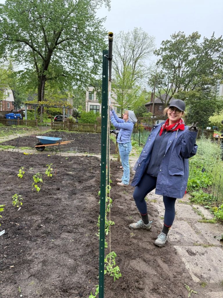 Stringing up Tomatoes 2026