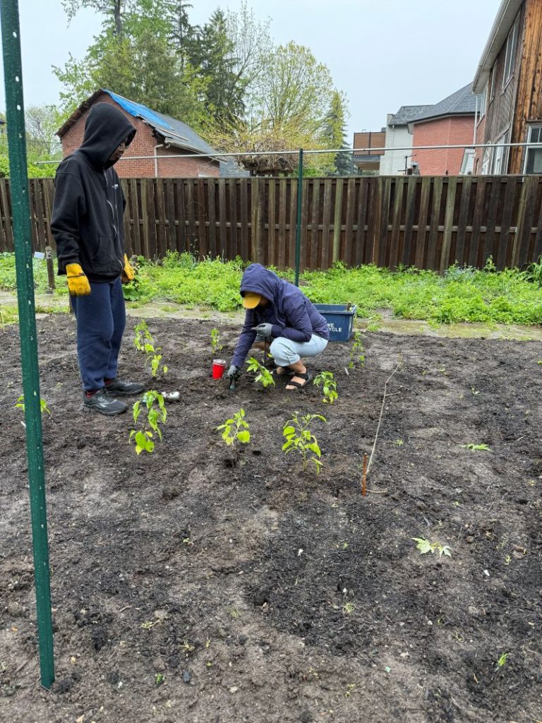 Planting Hot Peppers 2026